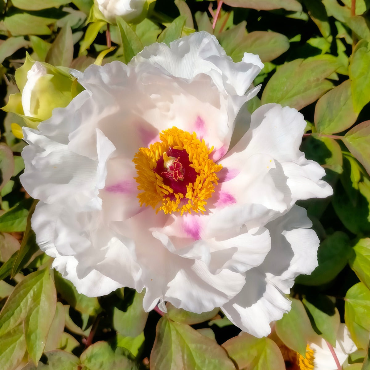 Tree Peony Hakuojishi Pktpahak 2026 - Garden Express Australia