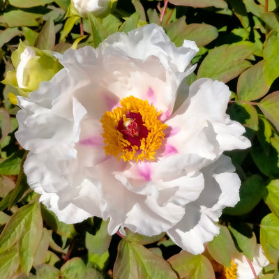 Tree Peony Hakuojishi Pktpahak 2026 - Garden Express Australia