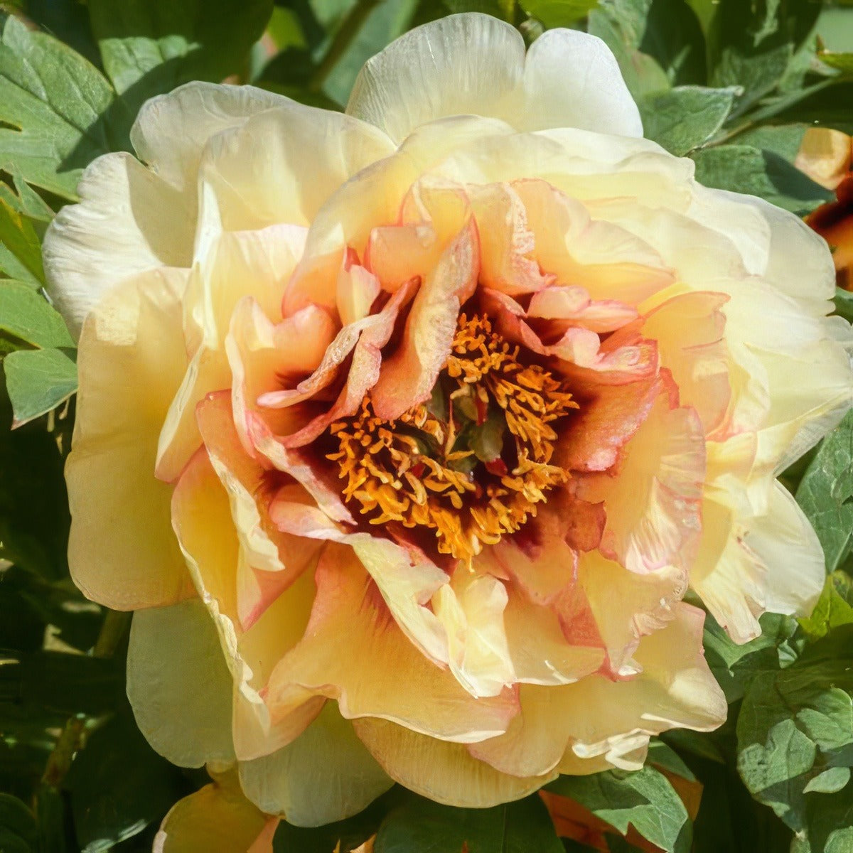 Tree Peony Harvest Pktpahar - Garden Express Australia