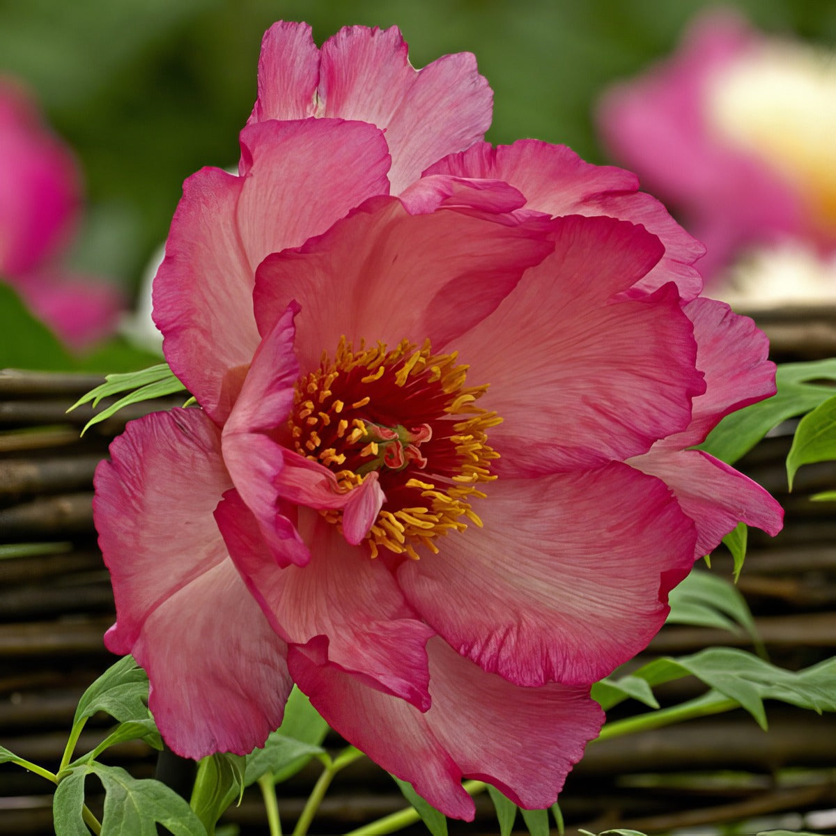 Tree Peony Hesperus Pktpahsp - Garden Express Australia