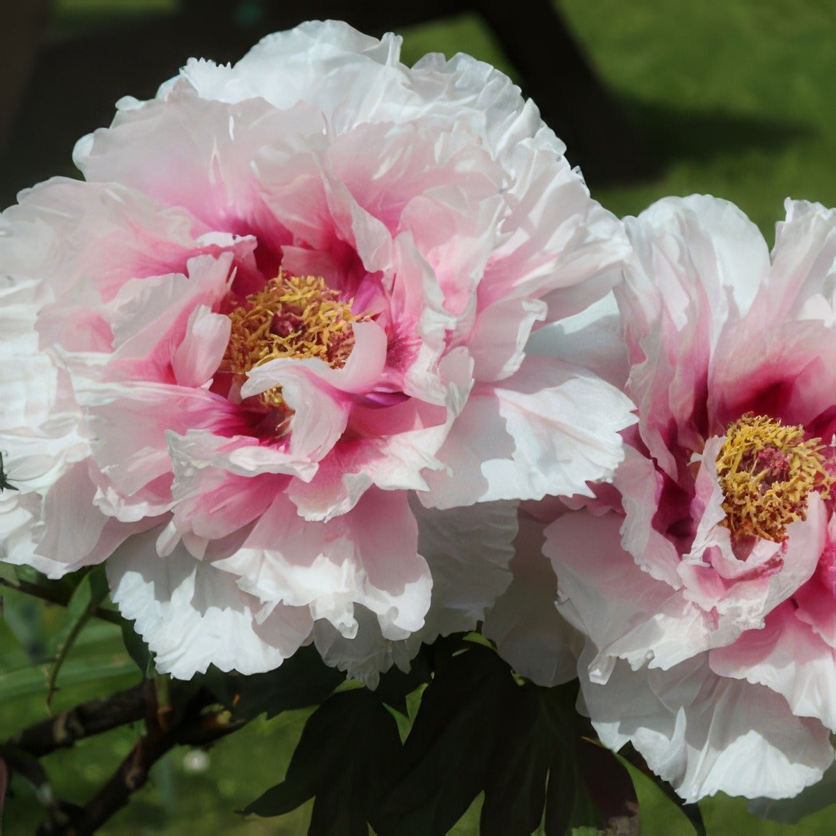 Tree Peony Ice Age Pktpaiag - Garden Express Australia