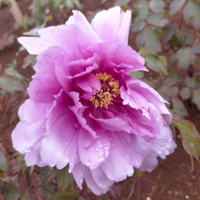 Tree Peony Jade Pink Lotus Pktpajpl - Garden Express Australia
