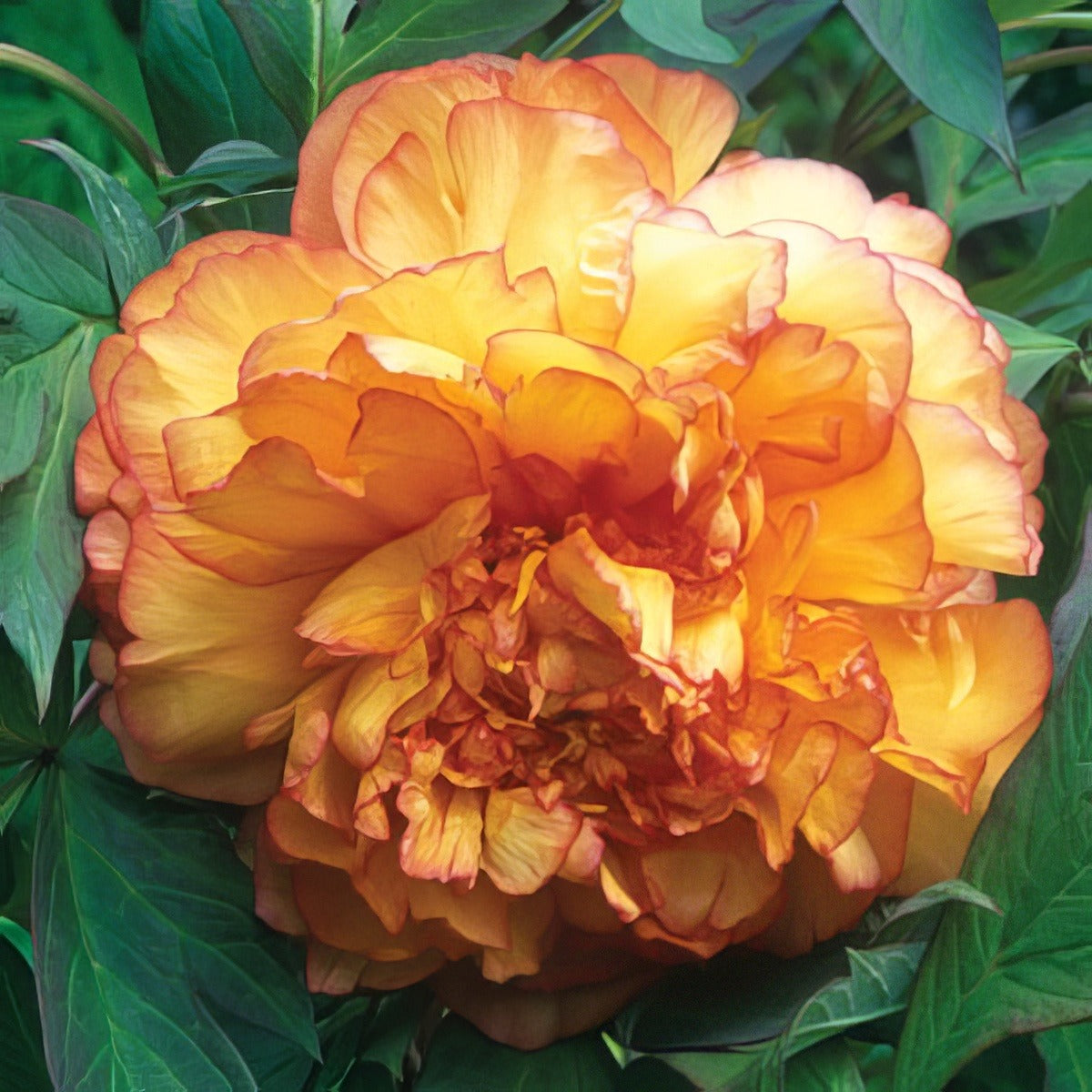 Tree Peony Kinshe 15 Vis - Garden Express Australia