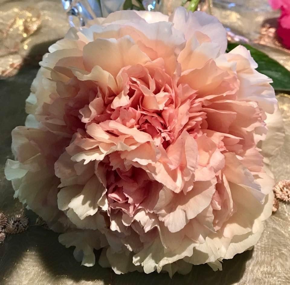 Tree Peony La Lorraine Pktpalla - Garden Express Australia