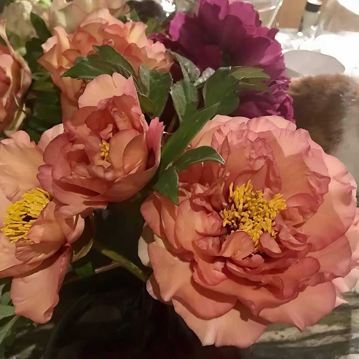 Tree Peony Loyola Pktpaloy - Garden Express Australia