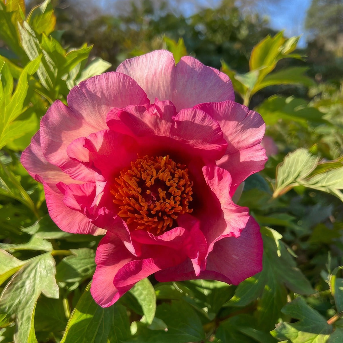 Tree Peony Norgates Pink Pktpanpi - Garden Express Australia