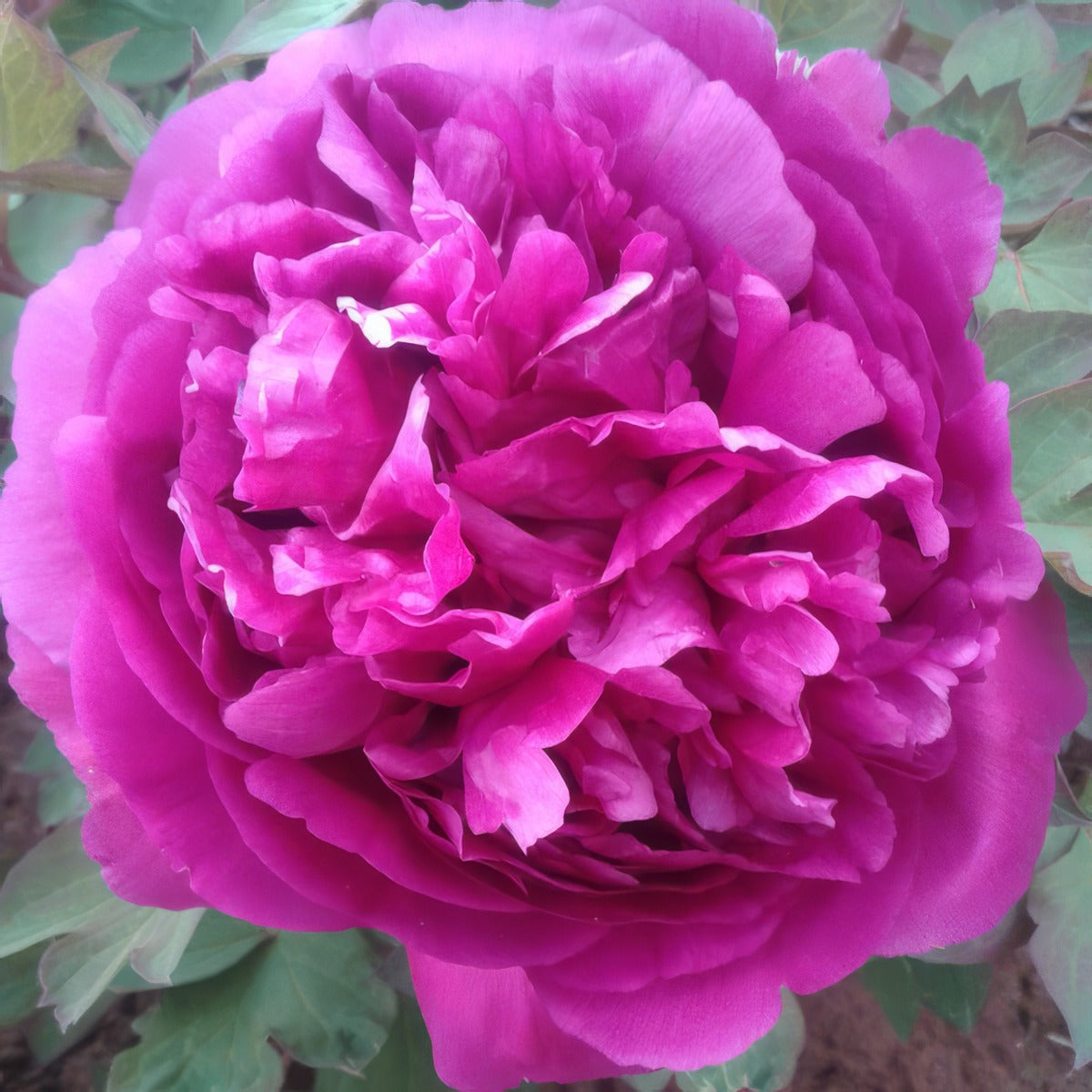 Tree Peony Purple Hat Pktpapha - Garden Express Australia