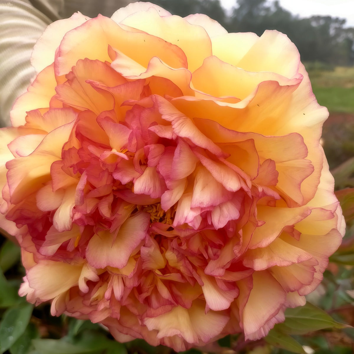 Tree Peony Souvenir Maxime Cornu 1 Pktpasmc 2026 - Garden Express Australia