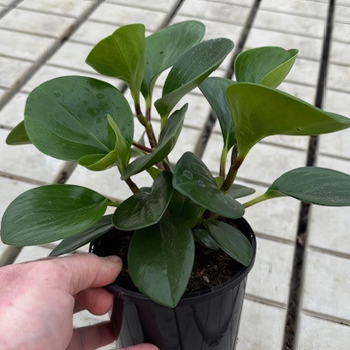 Peperomia Jade - Garden Express Australia