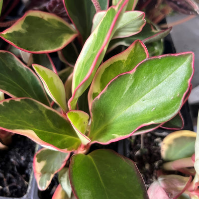 Peperomia Obtusifolia Tricolour - Garden Express Australia