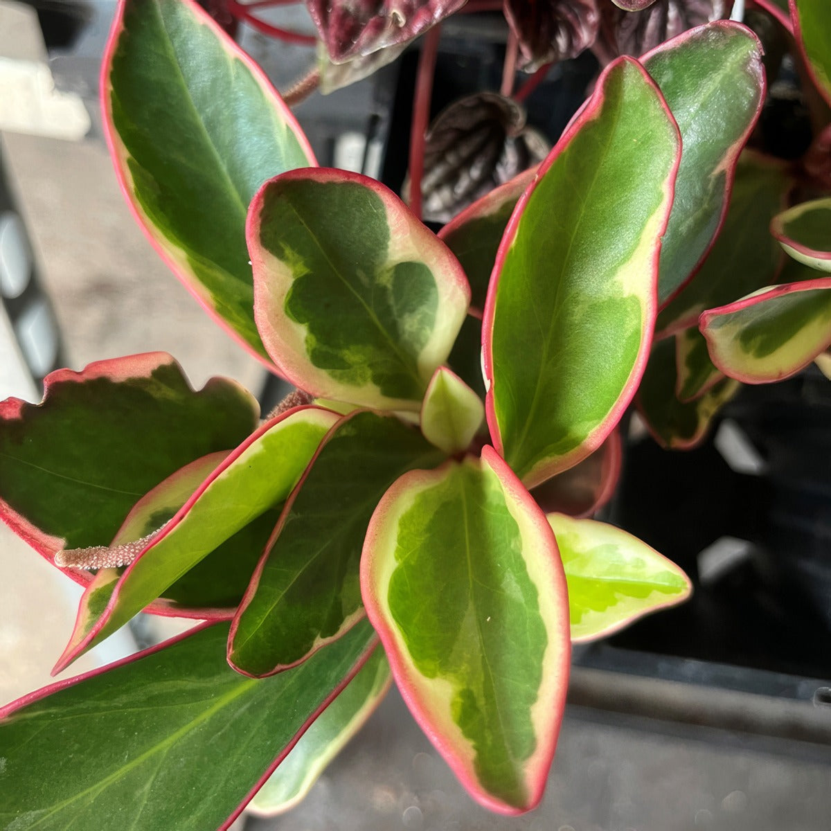 Peperomia Obtusifolia Tricolour P68pepotr - Garden Express Australia
