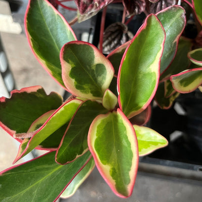 Peperomia Obtusifolia Tricolour P68pepotr - Garden Express Australia