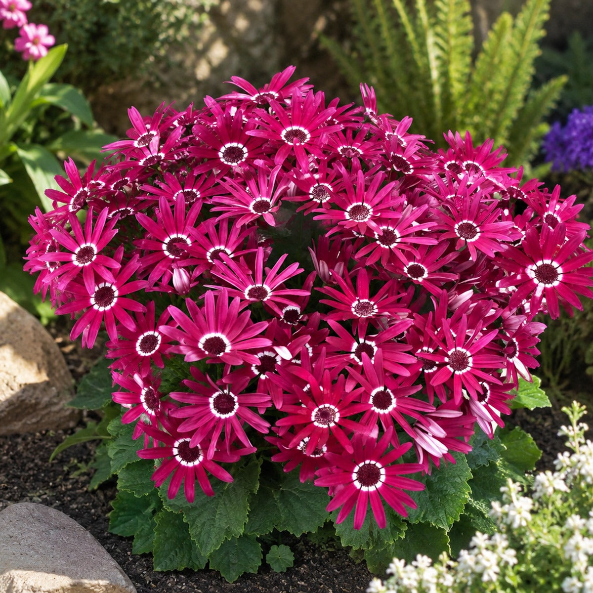 Pericallis Senetti Red Halo P68persrh - Garden Express Australia