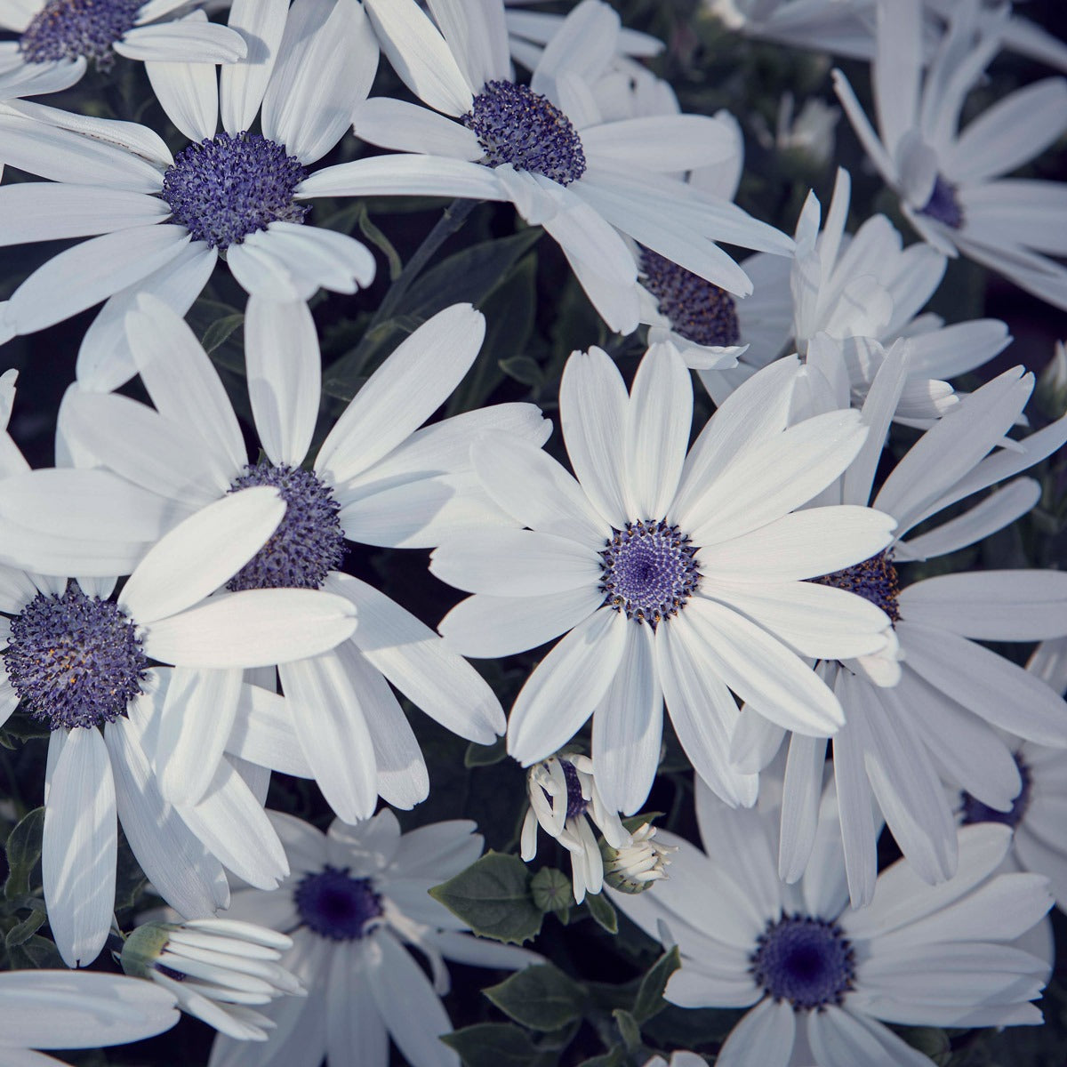 Pericallis Senetti White - Garden Express Australia