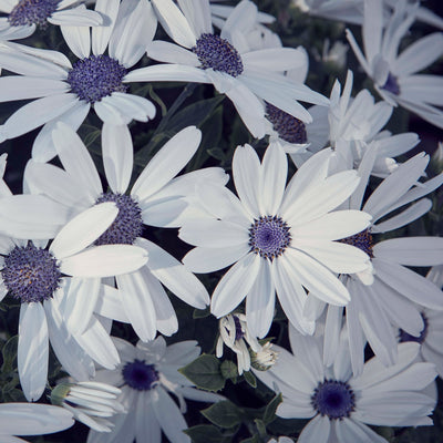 Pericallis Senetti White - Garden Express Australia