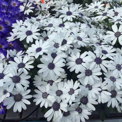 Pericallis Senetti White P68perswh - Garden Express Australia