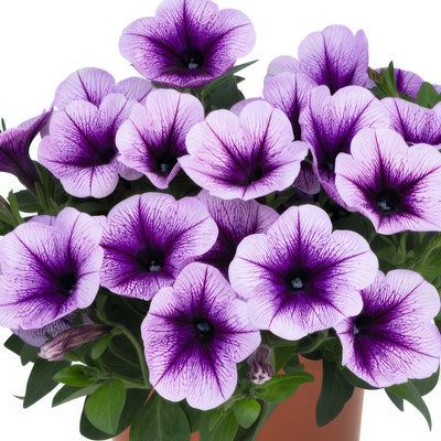 Petunia Durabloom Blue Ice - Garden Express Australia