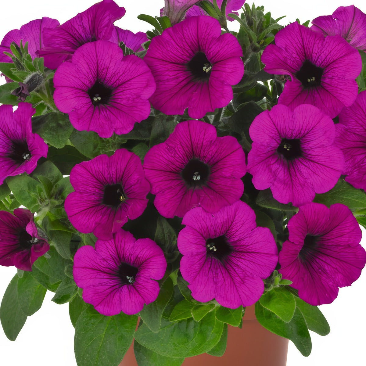 Petunia Durabloom Purple Lplpetdpu - Garden Express Australia