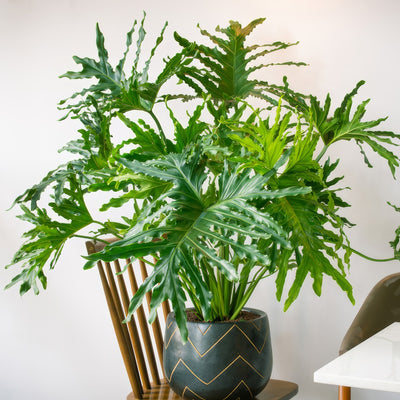 Philodendron Xanadu Lplphixan - Garden Express Australia