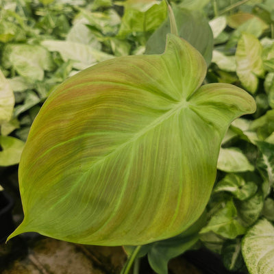 Philodendron Camposportoanum 2 - Garden Express Australia