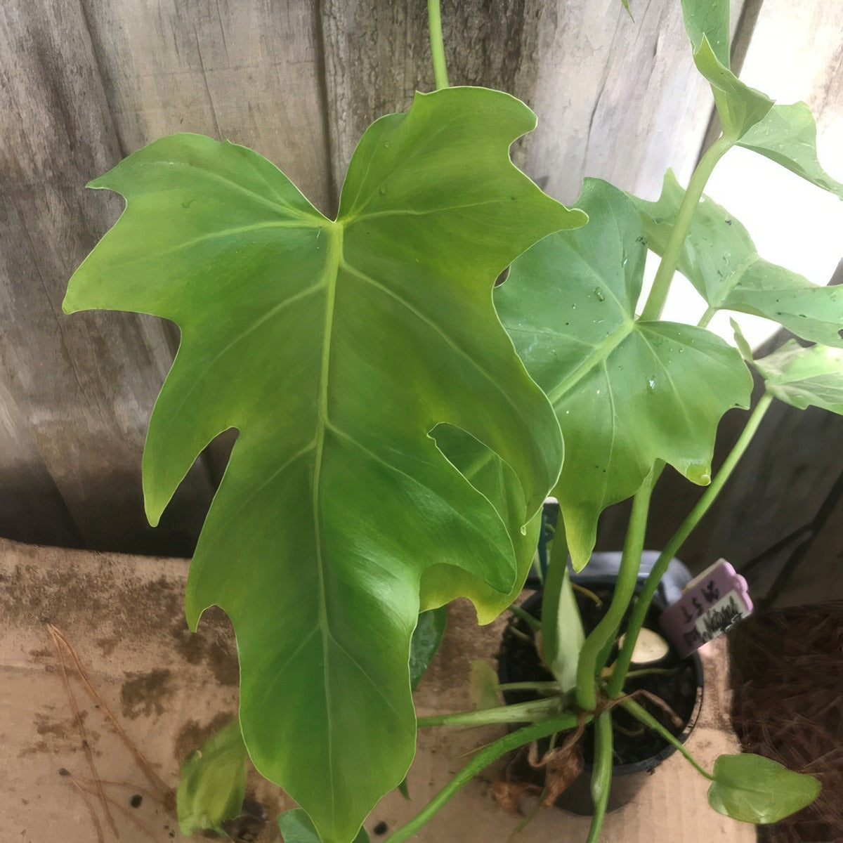 Philodendron Fingerling P10phifin - Garden Express Australia