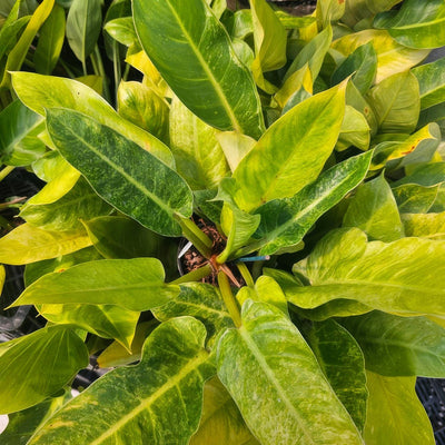 Philodendron Giganteum Variegated - Garden Express Australia