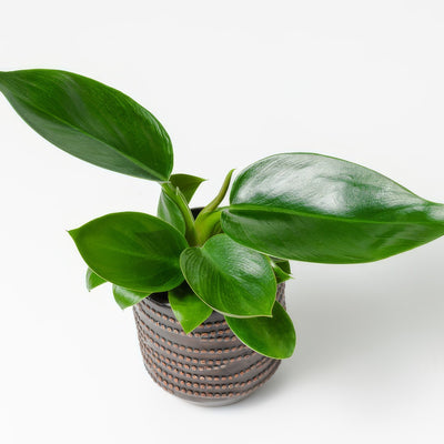 Philodendron Green Princess - Garden Express Australia