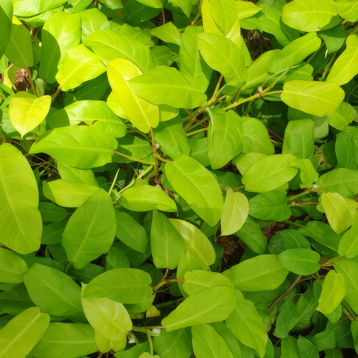 Philodendron Lemon Lime P10philli - Garden Express Australia