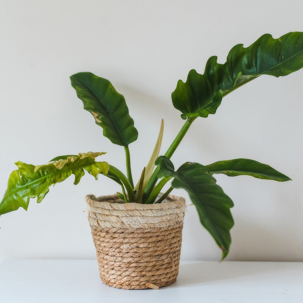 Philodendron Narrow Escape P10phines - Garden Express Australia