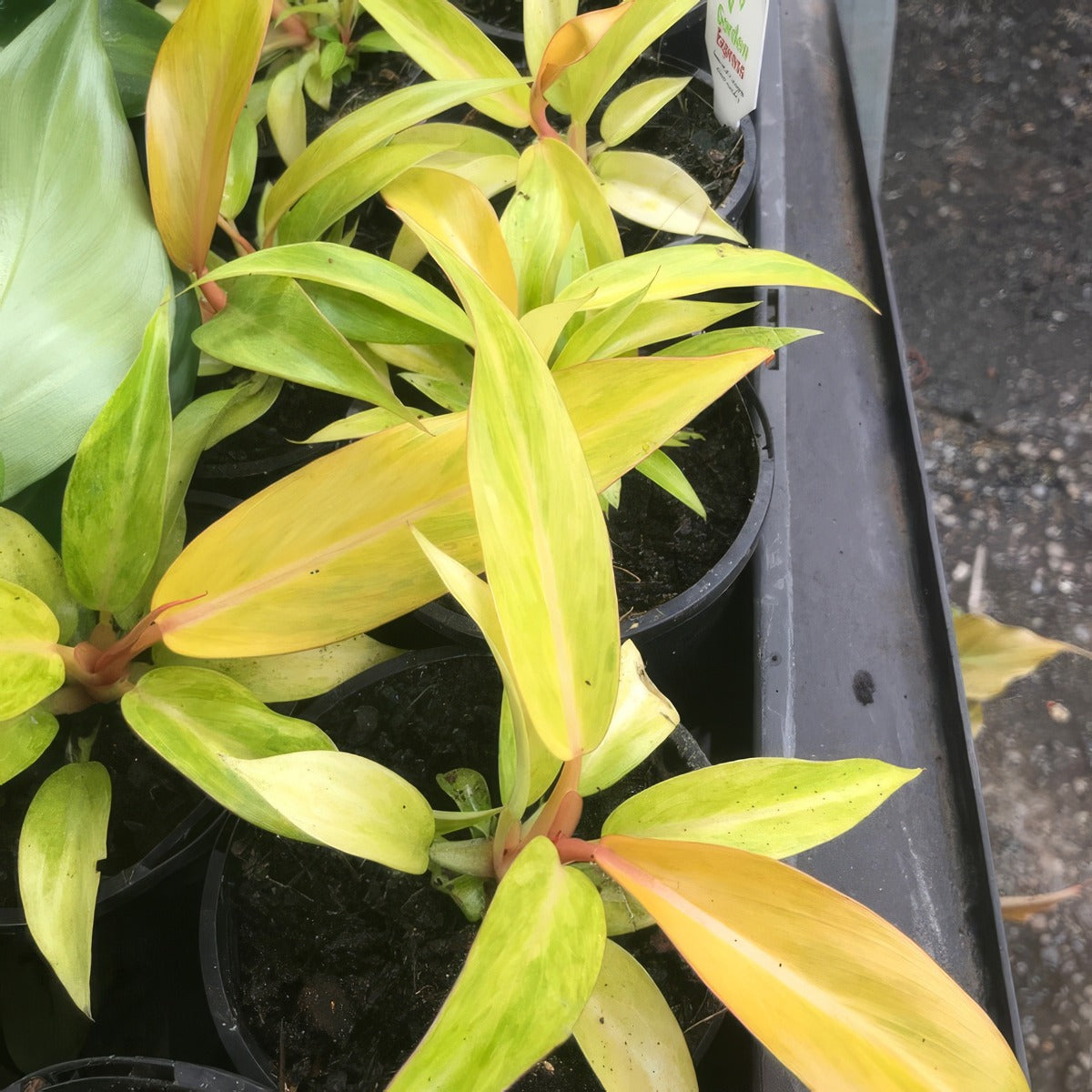 Philodendron Orange Marmalade P10phioma - Garden Express Australia