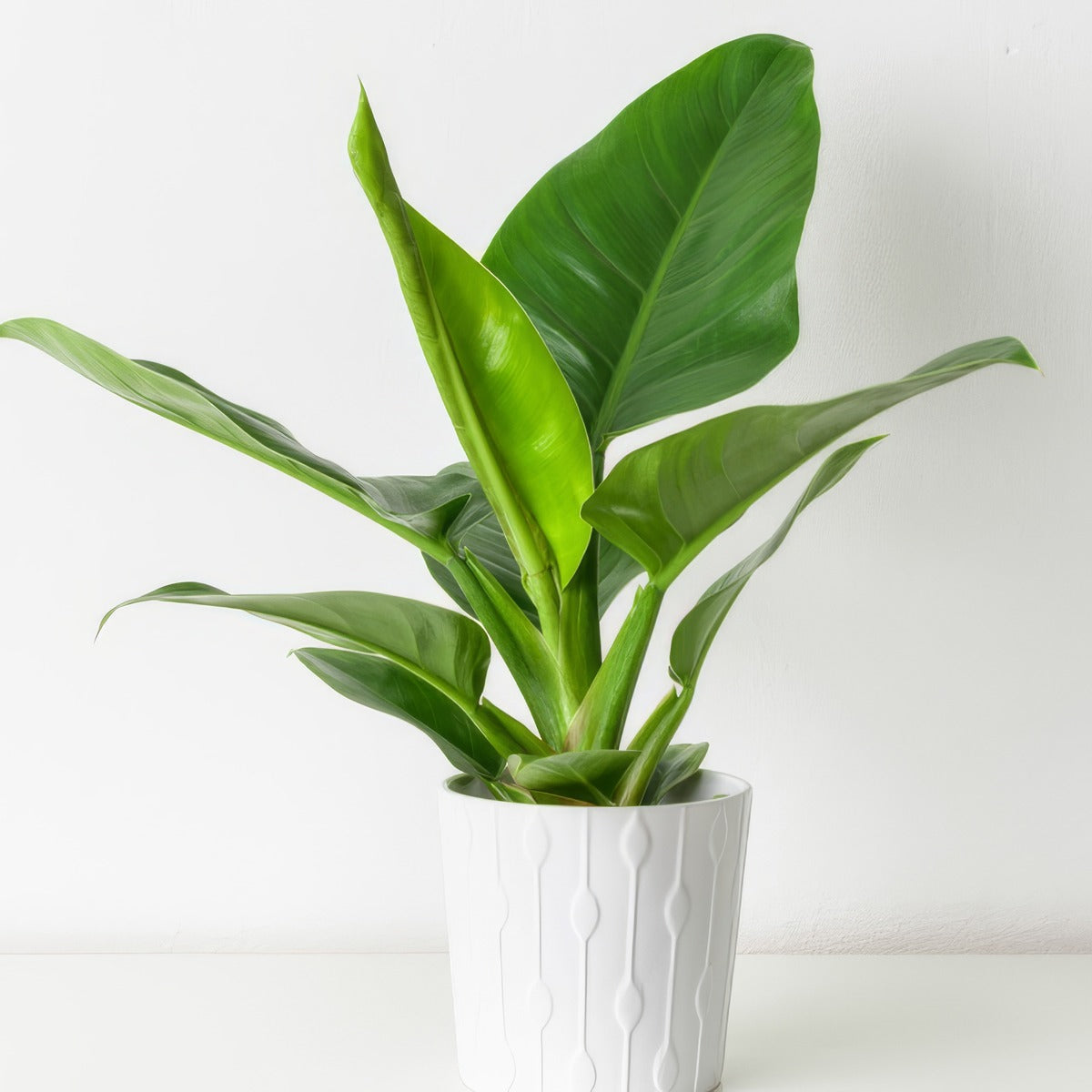 Philodendron Thai Congo P10phitco - Garden Express Australia