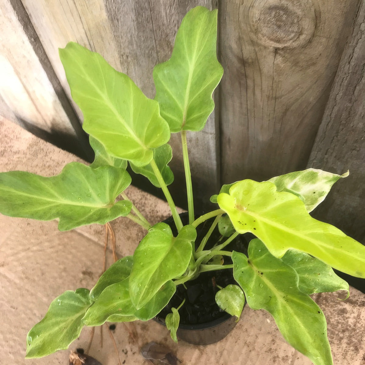 Philodendron Xanadu Mini Gold P10phixmg - Garden Express Australia