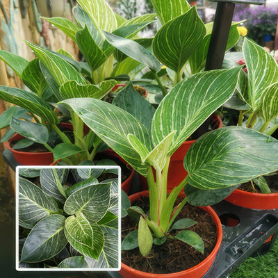 Philodendron Birkin Pplphibir - Garden Express Australia