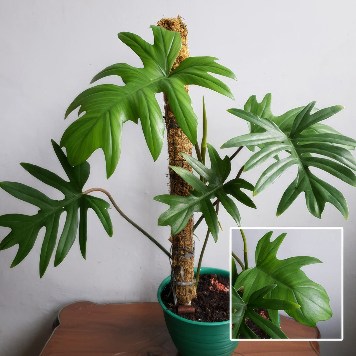 Philodendron Mayoi Tahiti P14phimta - Garden Express Australia