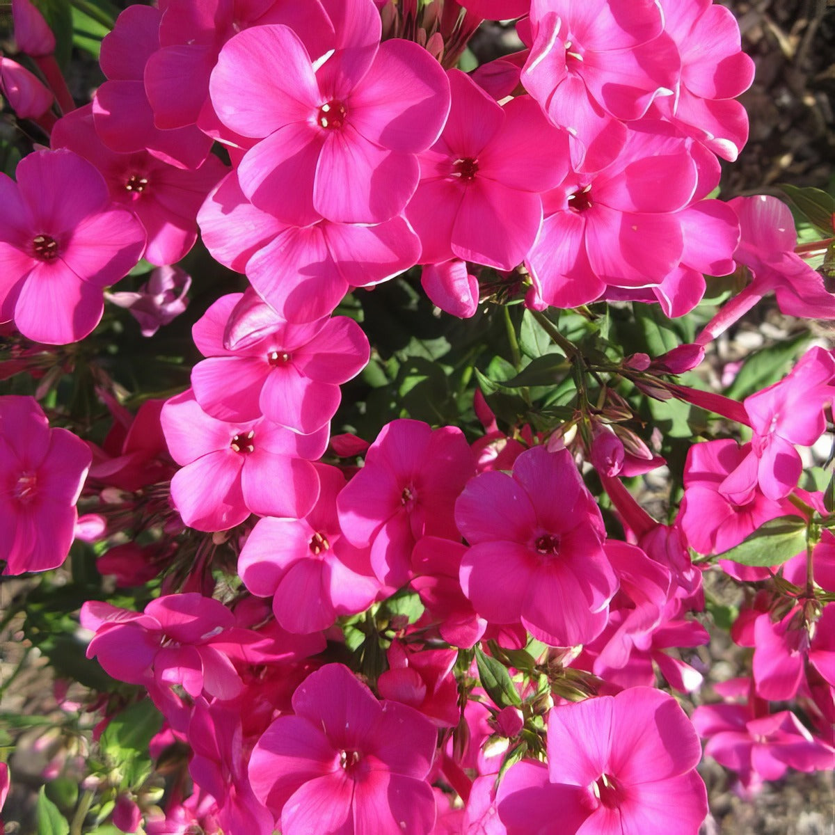 Phlox Famous Cerise Lpophlfce - Garden Express Australia