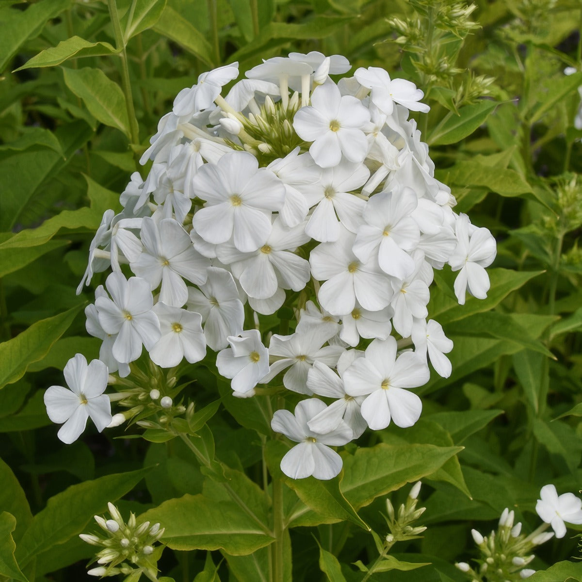 Phlox Famous White Lpophlfwh - Garden Express Australia
