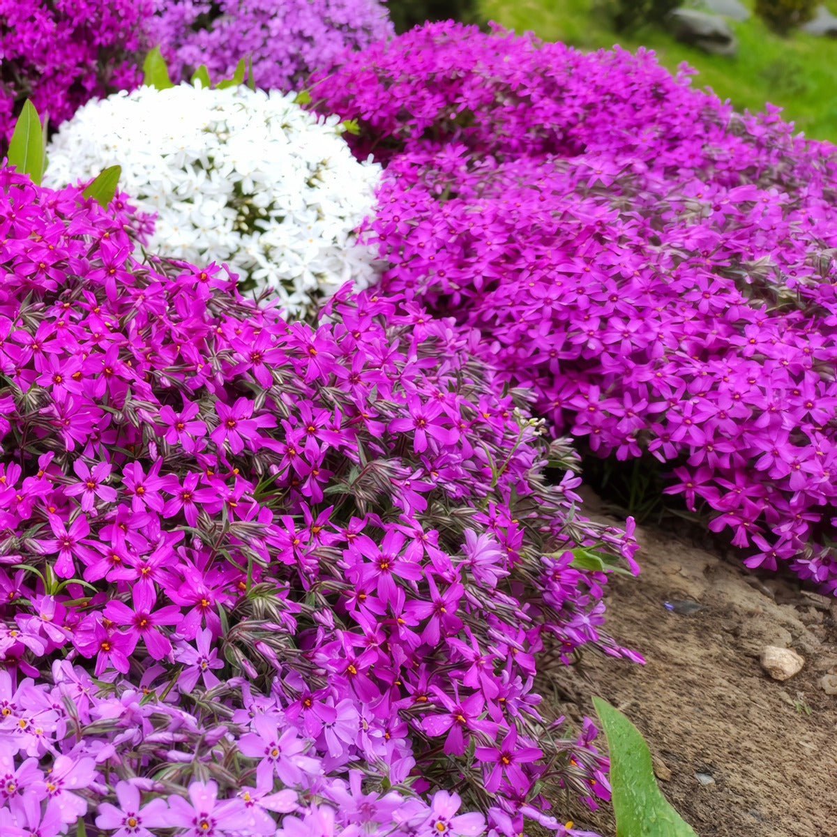 Phlox Magenta Lpophlmag - Garden Express Australia