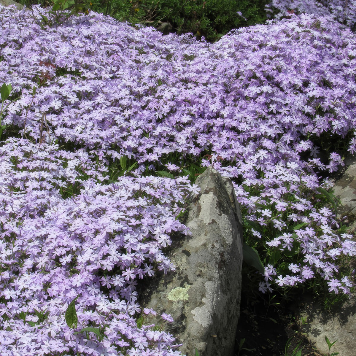 Phlox Blue Ridge P68phlbri - Garden Express Australia