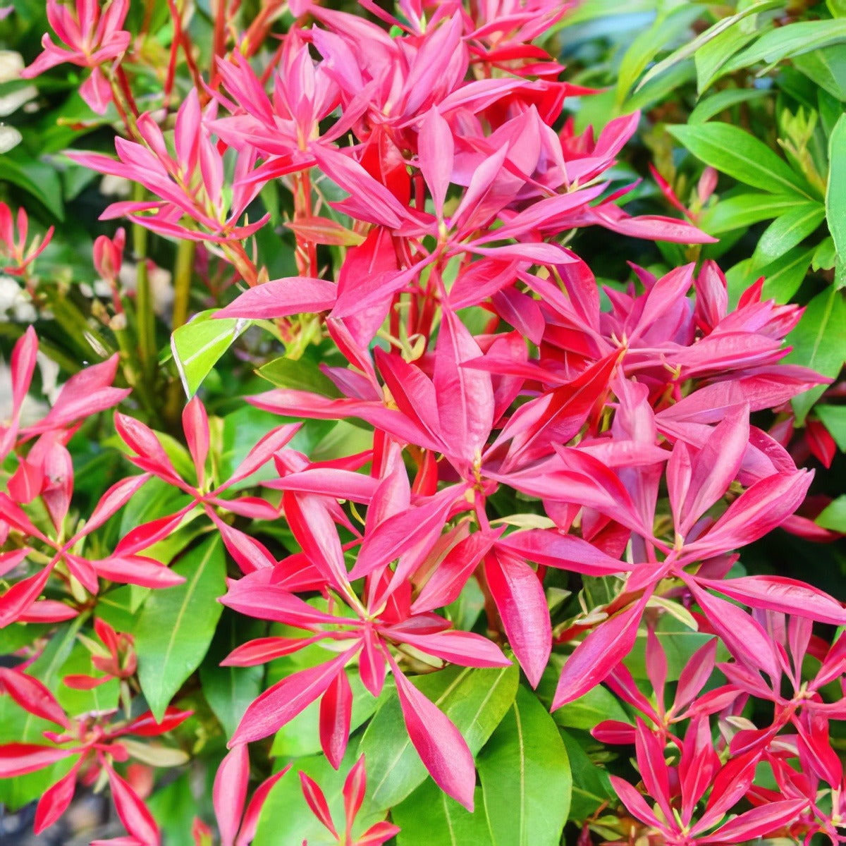 Photinia Rubens - Garden Express Australia