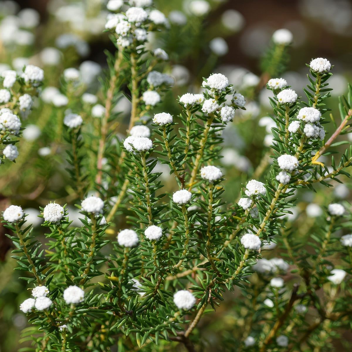 Phylica Medusa - Garden Express Australia