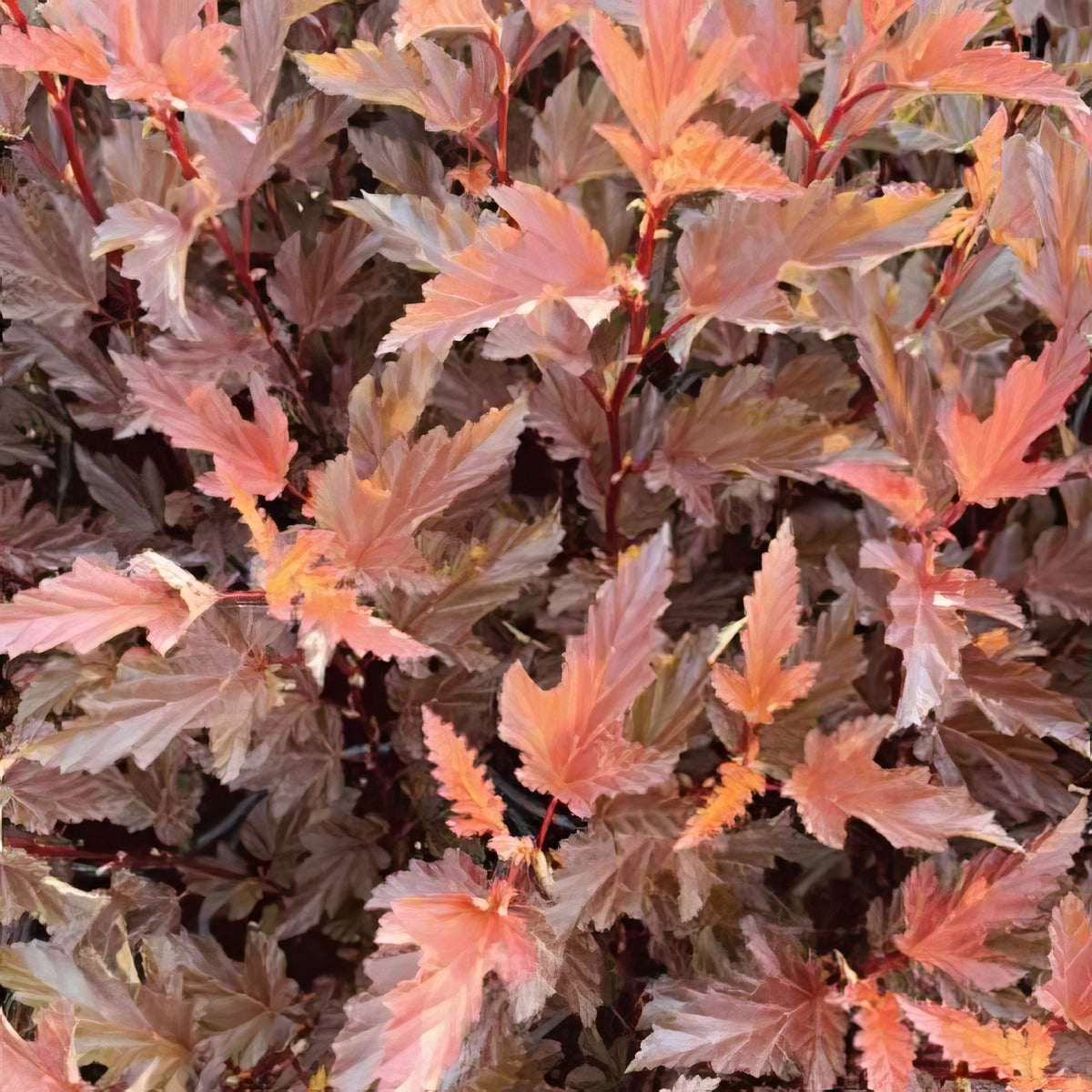 Physocarpus Nishiki Orange Pplphynor - Garden Express Australia