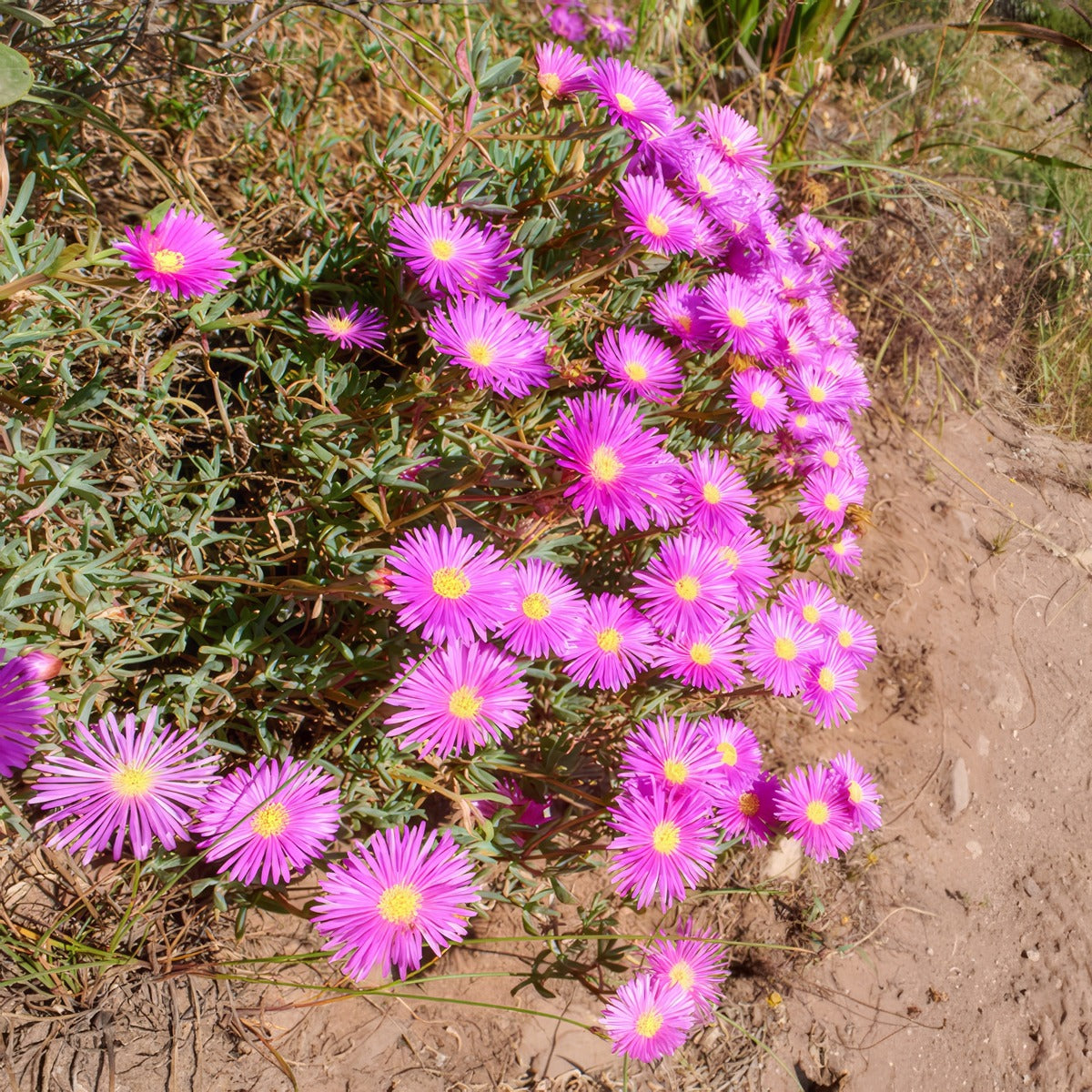 Pig Face Mauve P68pfamau - Garden Express Australia