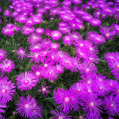 Pig Face Purple P68pfappl - Garden Express Australia