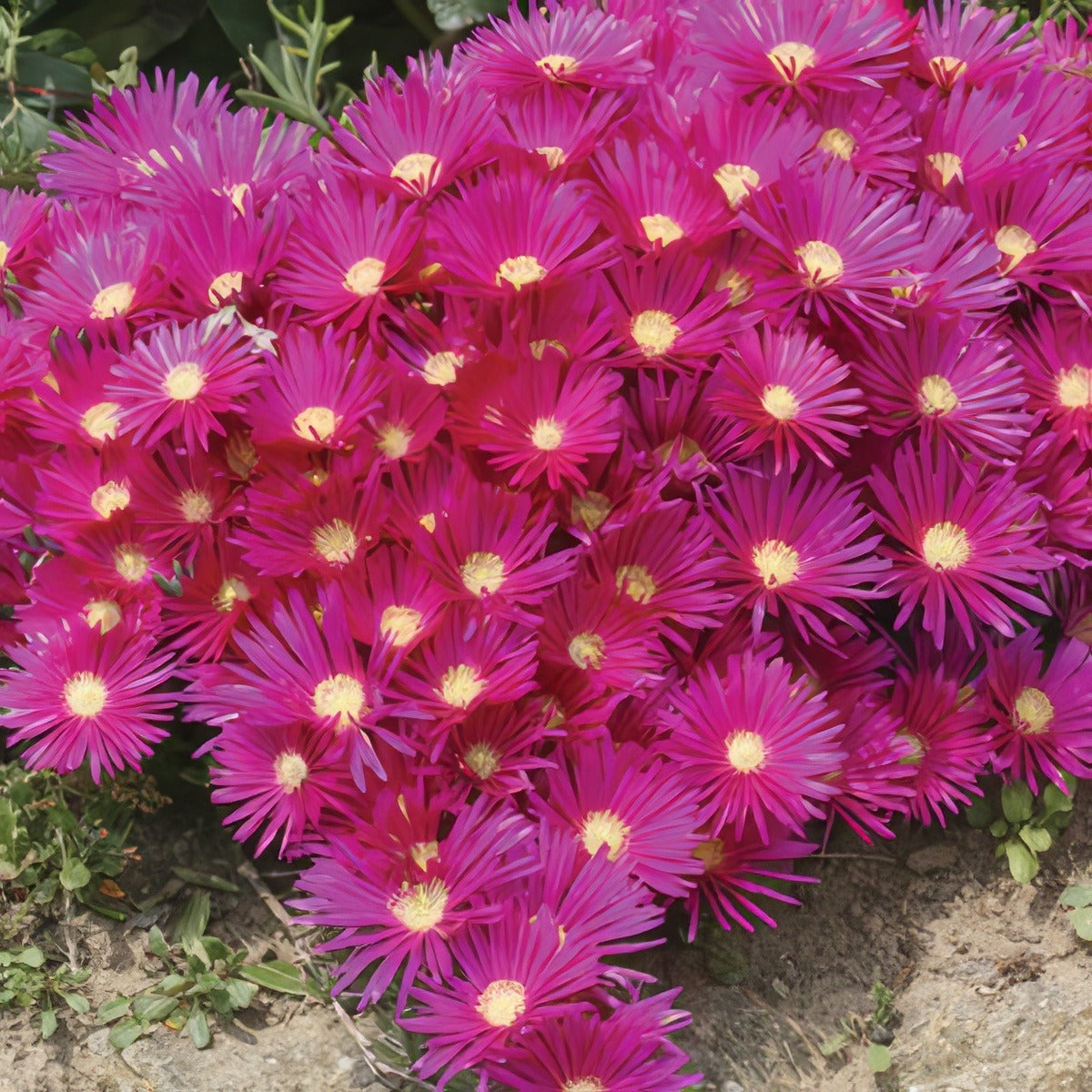 Pigface Hot Pink Lpopfahpi 2018 - Garden Express Australia