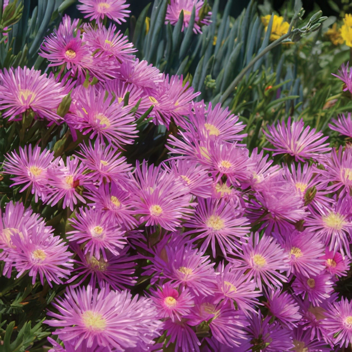 Pigface Mauve 2019 Lpopfamau - Garden Express Australia