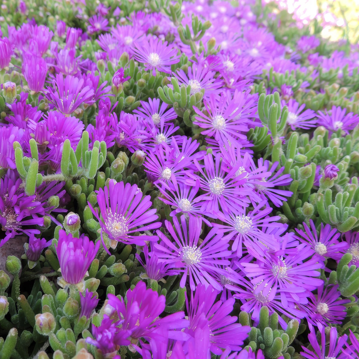 Pig Face Purple Carpet P75pfapca - Garden Express Australia