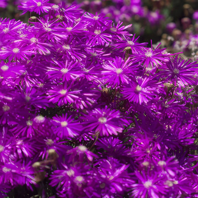 Pig Face Purple 2016 - Garden Express Australia