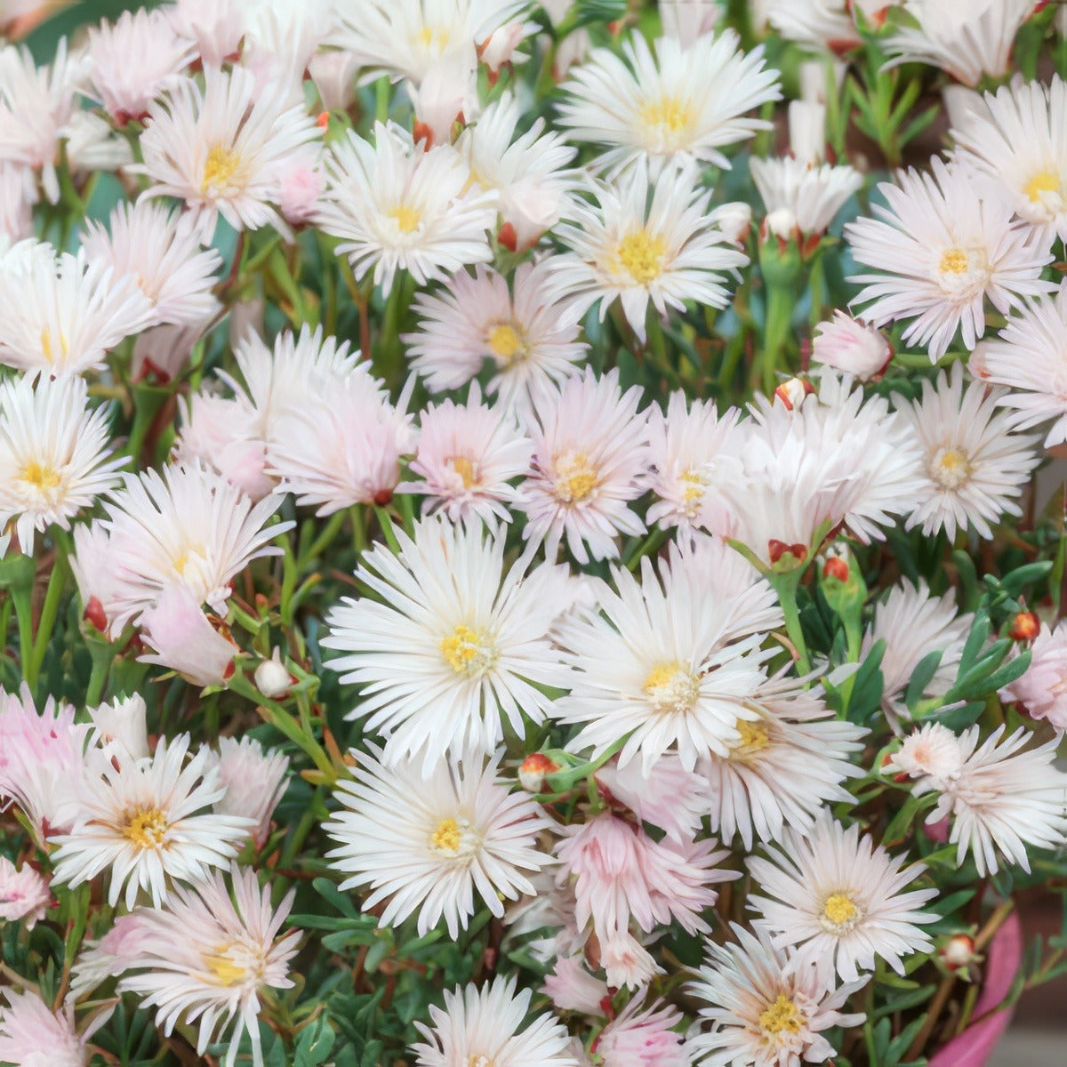 Pig Face White 2019 Lpopfawhi - Garden Express Australia