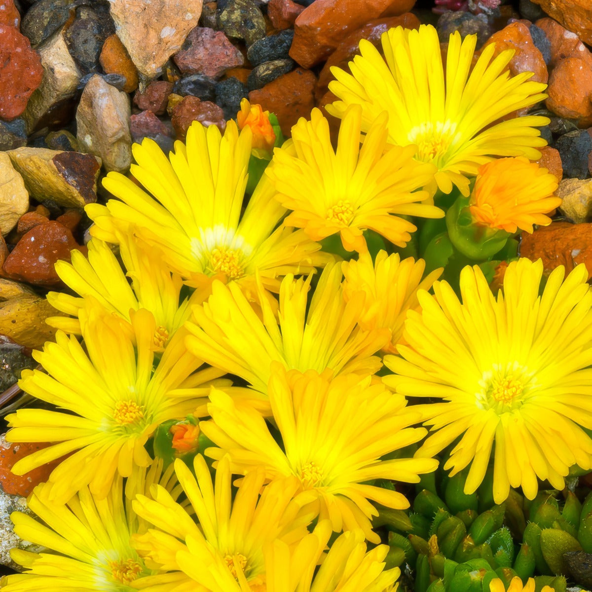 Pigface Yellow Pplpfayel - Garden Express Australia