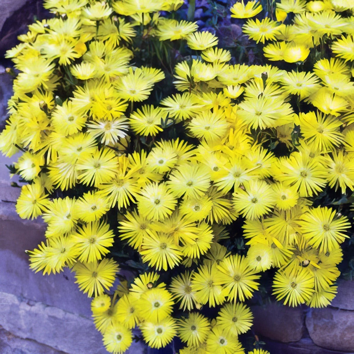 Pig Face Lemon Yellow 18 Lpopfalye - Garden Express Australia